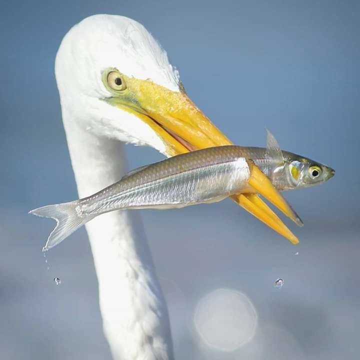 bird-fishing.jpg