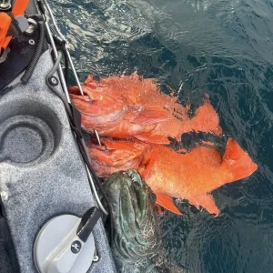 Kayak Rack fish.webp